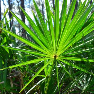 Estratto di Serenoa Repens (Saw Palmetto)