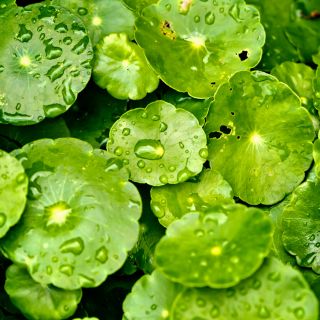 Estratto di Gotu Kola (Centella Asiatica L.)