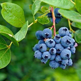 Estratto di Mirtillo (Vaccinium Macrocarpon L.)
